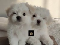 PETS WORLD GÜVENCESİ İLE MALTESE YAVRULARIMIZ