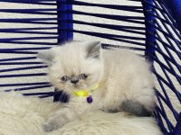 Exotic Shorthair Sevimli Yavrular