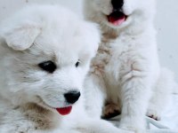 Eşsiz Samoyed Yavrularımız