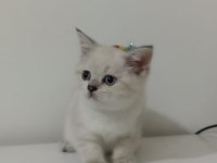 Ücretsiz british shorthair sahiplendirme