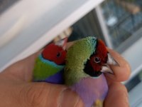 2023 goldian finch hazır takım bilezikli