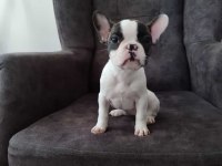 French bulldog yavru köpeklerimiz