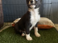 Ruhsatlı Çiftliğimizden border collie yavrumuz