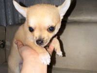 2 aylık chihuahua erkek yavrusu