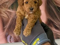 Toy poodle 55 günlük