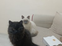 Üç aylık kediler konya