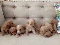 Maltipoo terrier köpekler