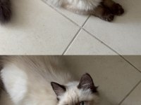 British Longhair Yavrumuz