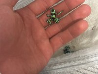 Dart frog ok kurbağası