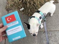 KISIRLAŞTIRILMIŞ FRENCH BULLDOG