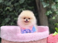 Orjinal Ayı Surat Pomeranian