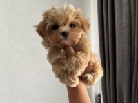 Teacup kore maltipoo yavruları