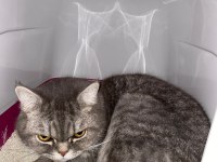 British Shorthair Erkek