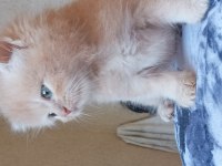 British longhair