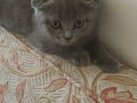 Scottish fold 2 aylık