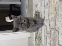 Yavru British Shorthair