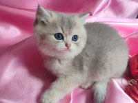 Şafkan British Shorthair