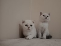 Safkan Ayıcık Erkek British Bebekler