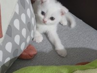 Şecereli babadan dişi ve erkek yavru kediler