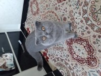 Ücretsiz scottish fold kırık kulak