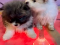 Sevimli Pomeranian Bebekler