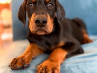 Türkiyenin En Güvenilir Çiftliğinden Doberman Bebekler