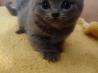 British shorthair çocuklarımı sahiplendiriyorum