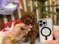 Mersin Teacup Toy Poodle
