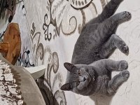 7 aylık british shorthair