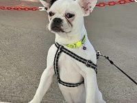 KISIRLAŞTIRILMIŞ FRENCH BULLDOG