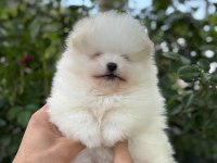 Orjinal pomeranian boo yavrum