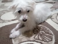 4 aylık aşıları tam maltese