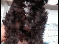 MALTİPOO BEBEKLER DİŞİ ERKEK MEVCUD