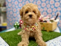 Dizayn Irk Maltipoo Sevimli Bebekler