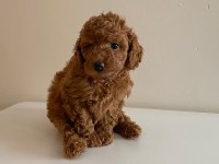 Mini Toy Poodlelar