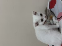 Süper yavrucuk british shorthair
