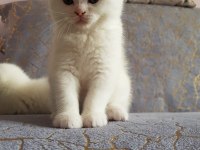 British ve shorthair yavrularımız teslime hazır