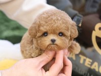 EN AKILLI VE TATLI TOY POODLE BEBEKLERIMIZ