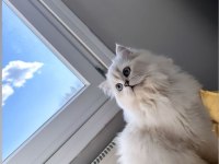 British longhair Kızımıza yuva
