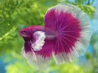 Betta Balığı