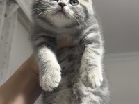 Güzeller GÜZELİMİZ Kedimiz