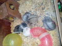 Yavru hamsterlar