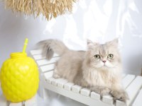 British Longhair AY25 Dişi