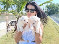 Terrier Maltese yavrular
