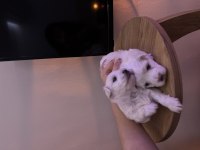 Maltese terrier köpeğimiz
