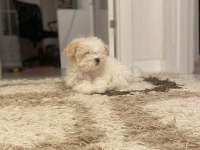 Yavru maltipoo 2 aylık