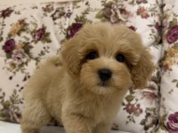 BİBLO RED MALTİPOO OĞLUMUZ