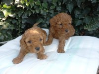 En tatlı poodle cinsi yavrularımız