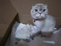 Scottish fold 2 AYLIK yavrular verilmeye hazır