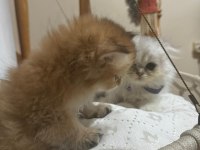 2 aylık british longhair yavrular yuva beklemektedir